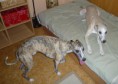 /album/a10-a-11-10-kryti-ronja-a-lord/kryti-rijen-2012-028-jpg/